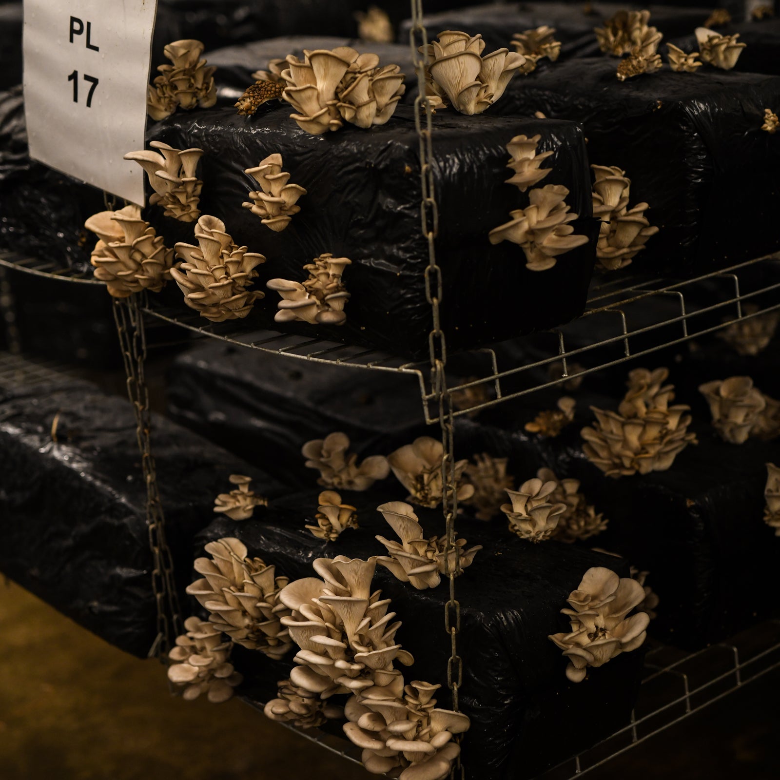 La Caverne sprouts new life in abandoned urban spaces