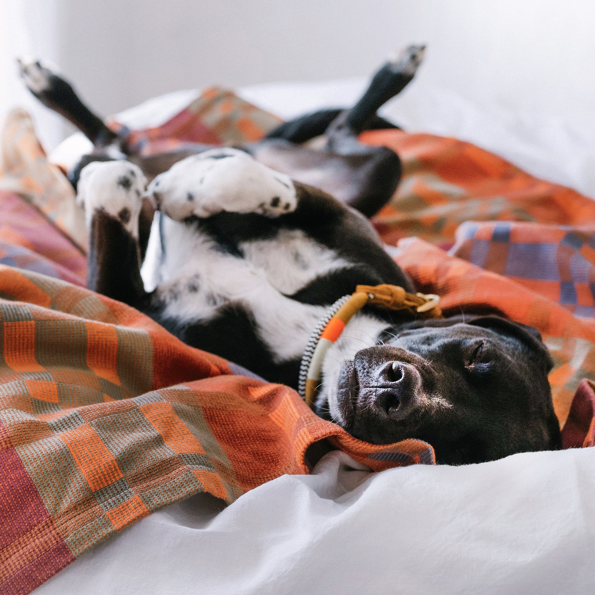 Goodee-Mungo-Fido Woven Cotton Dog Blanket-Ginger - Color - Ginger