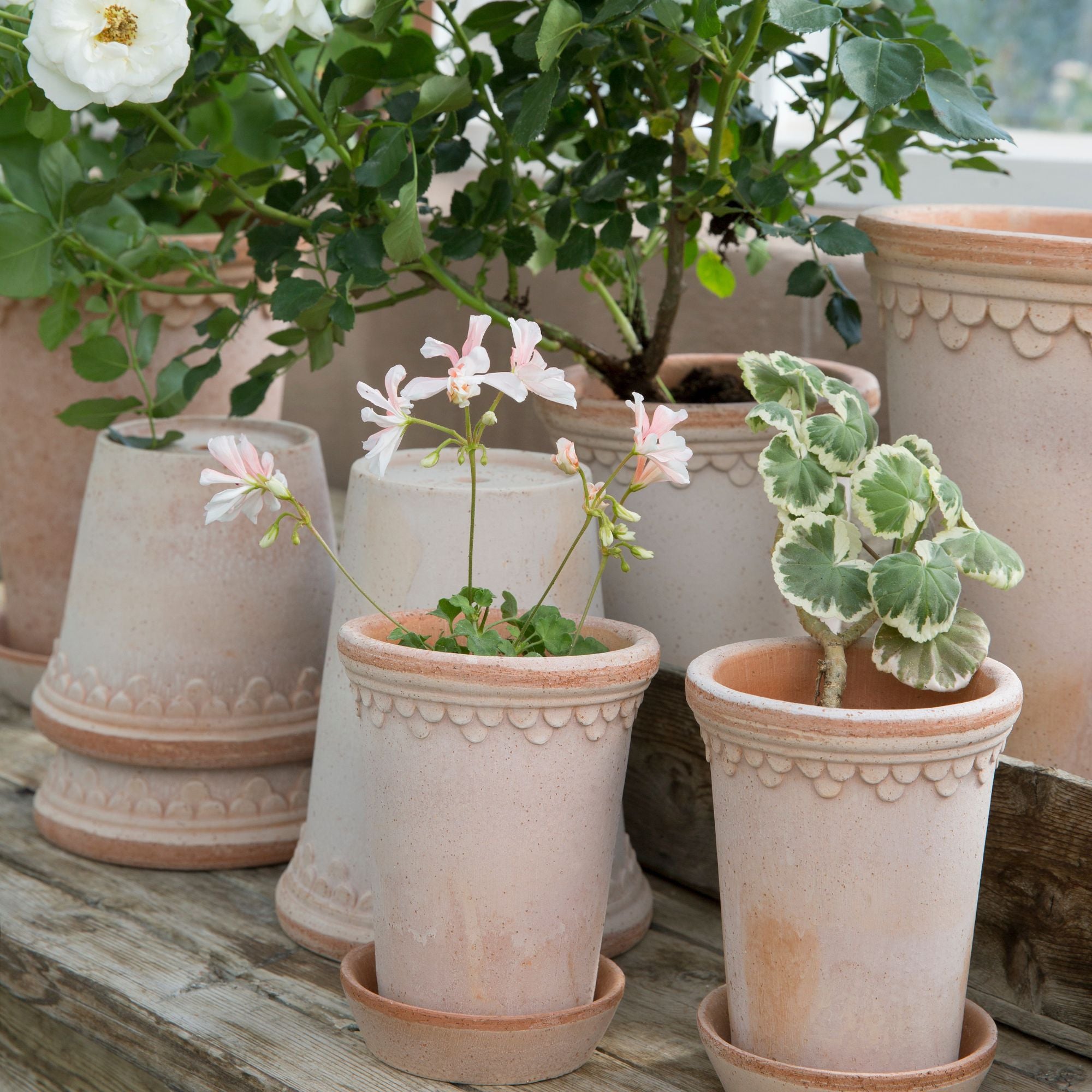 Goodee-Bergs Potter-Copenhagen Ø14 Tall Planter & Saucer - Color - Raw Rosa