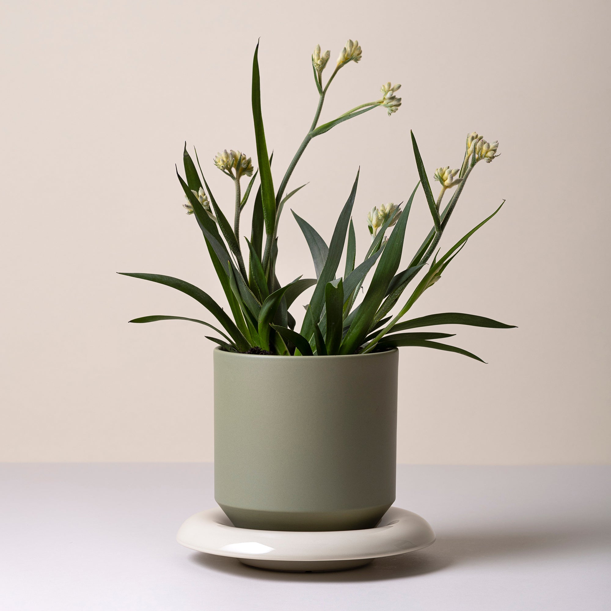 Goodee-Bergs Potter-Lily Ø14 Saucer & Planter - Color - Sandstone Glazed