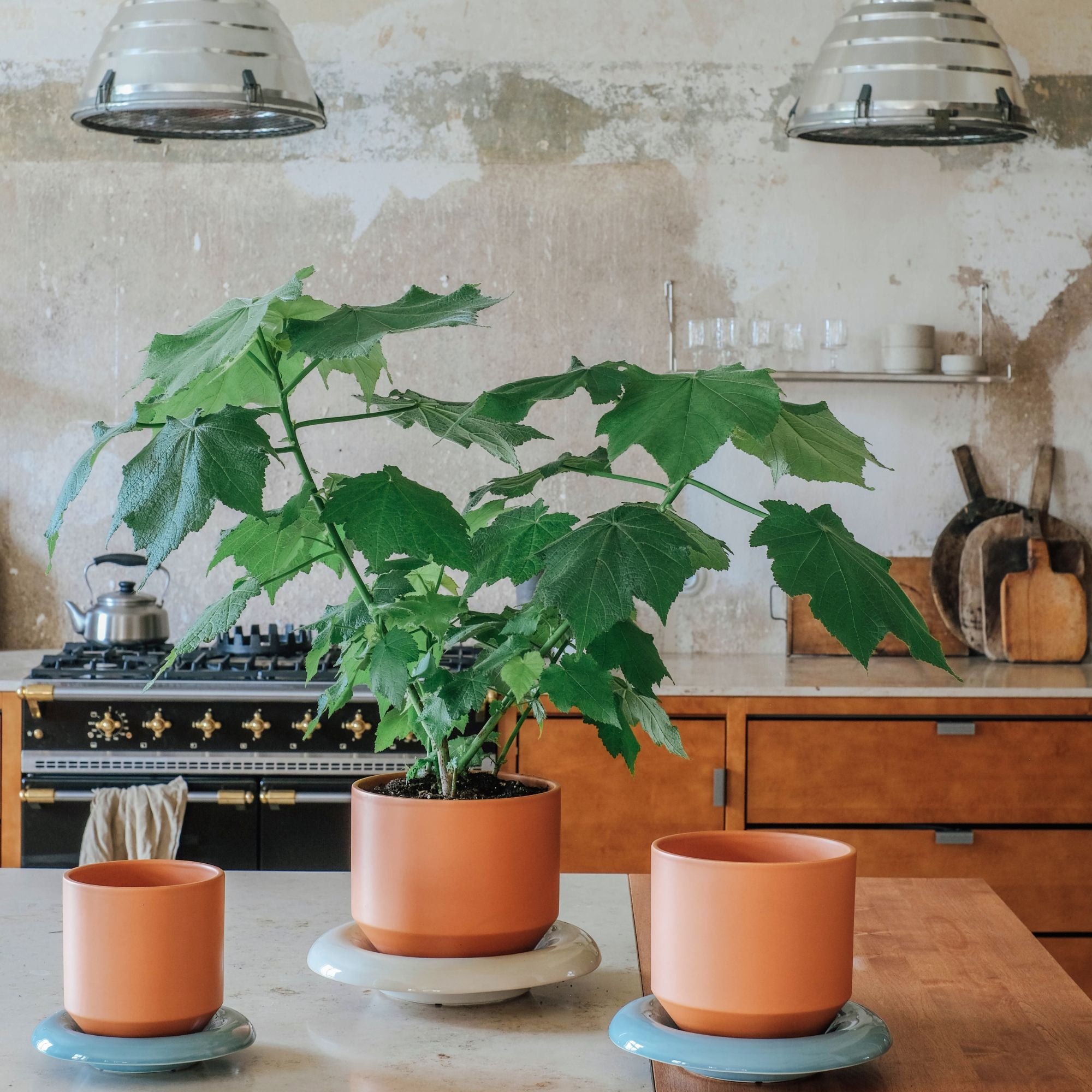 Goodee-Bergs Potter-Lily Saucer & Planter