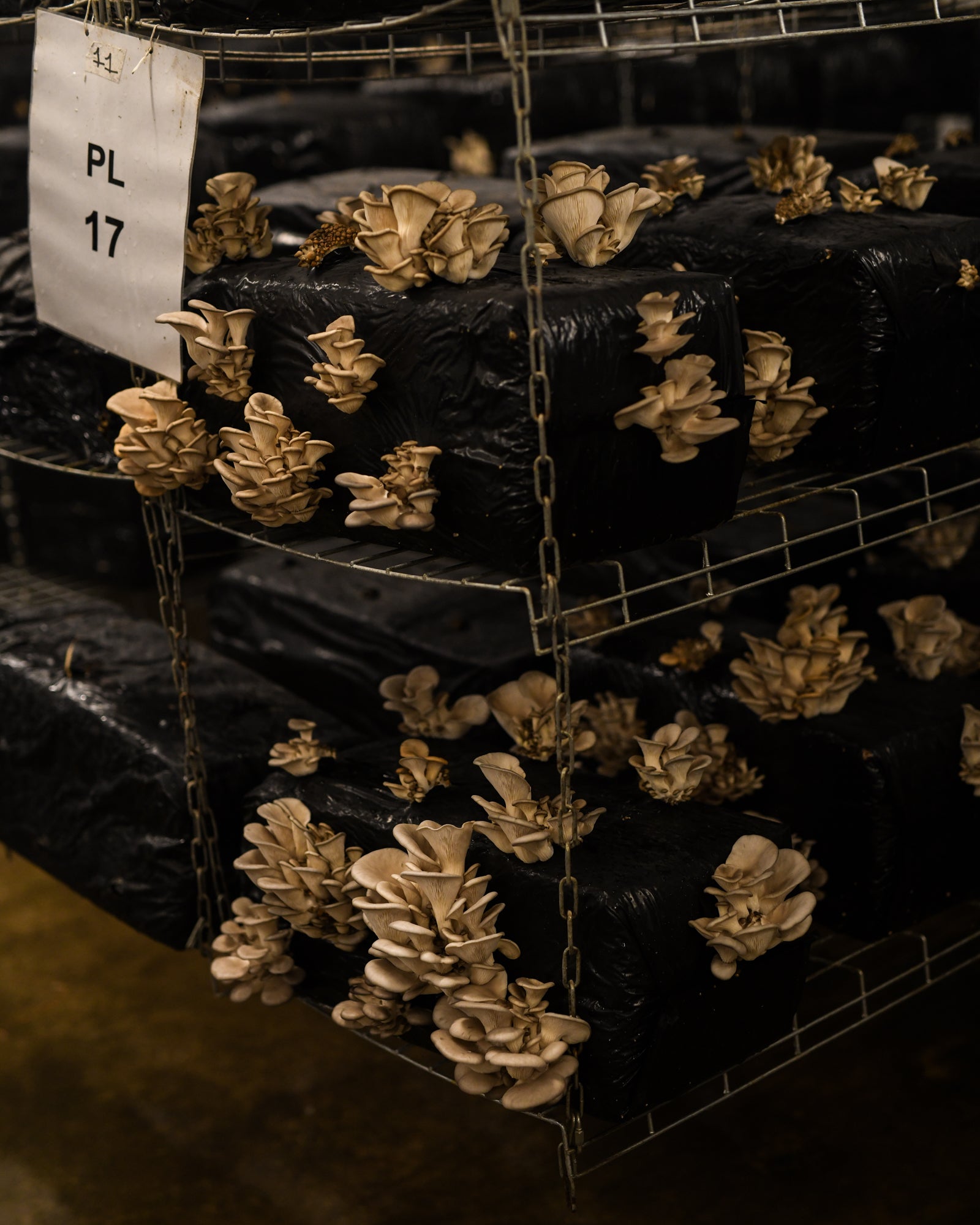 La Caverne sprouts new life in abandoned urban spaces