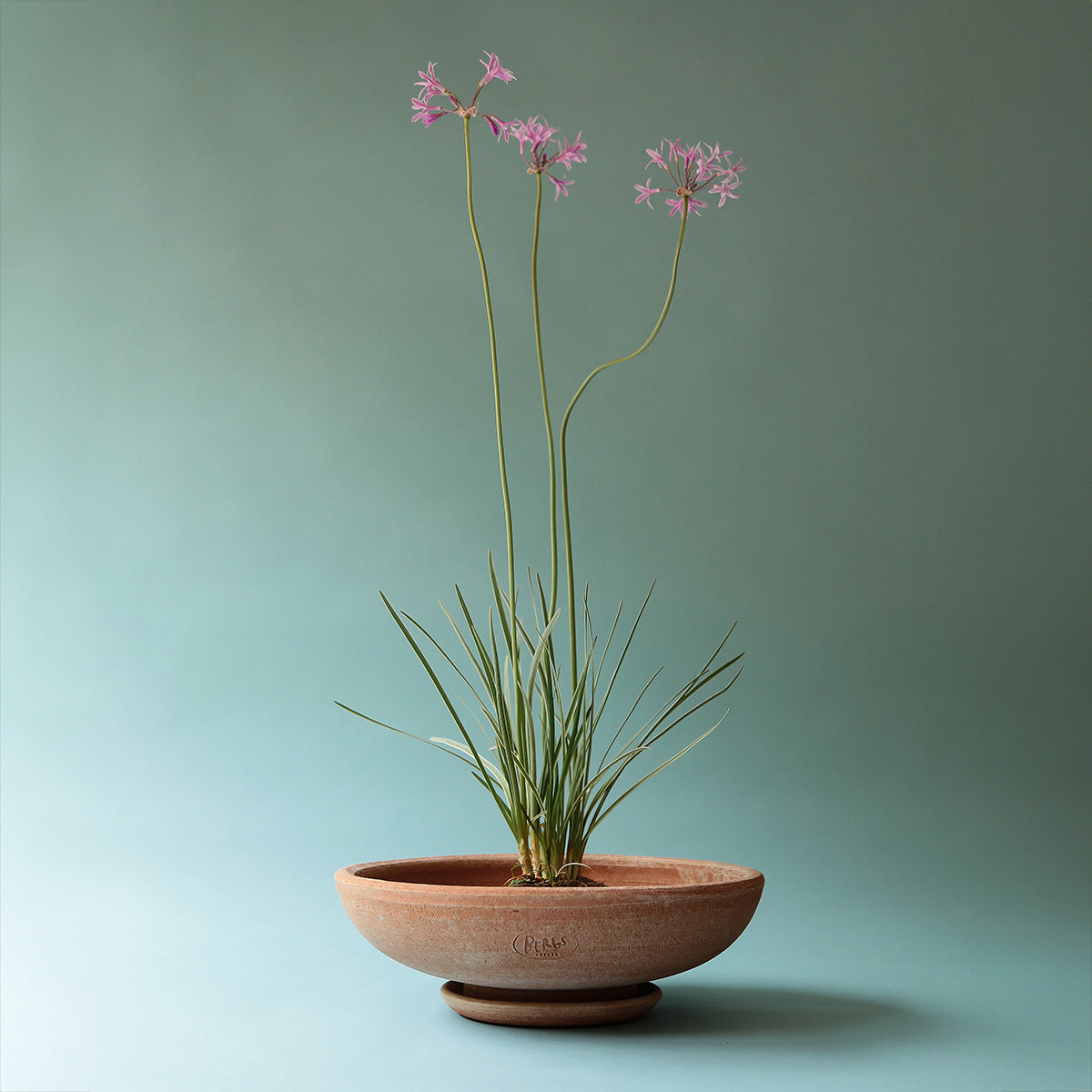 Goodee-Bergs Potter-Ada Ø30 Bowl & Saucer - Color - Raw Rosa