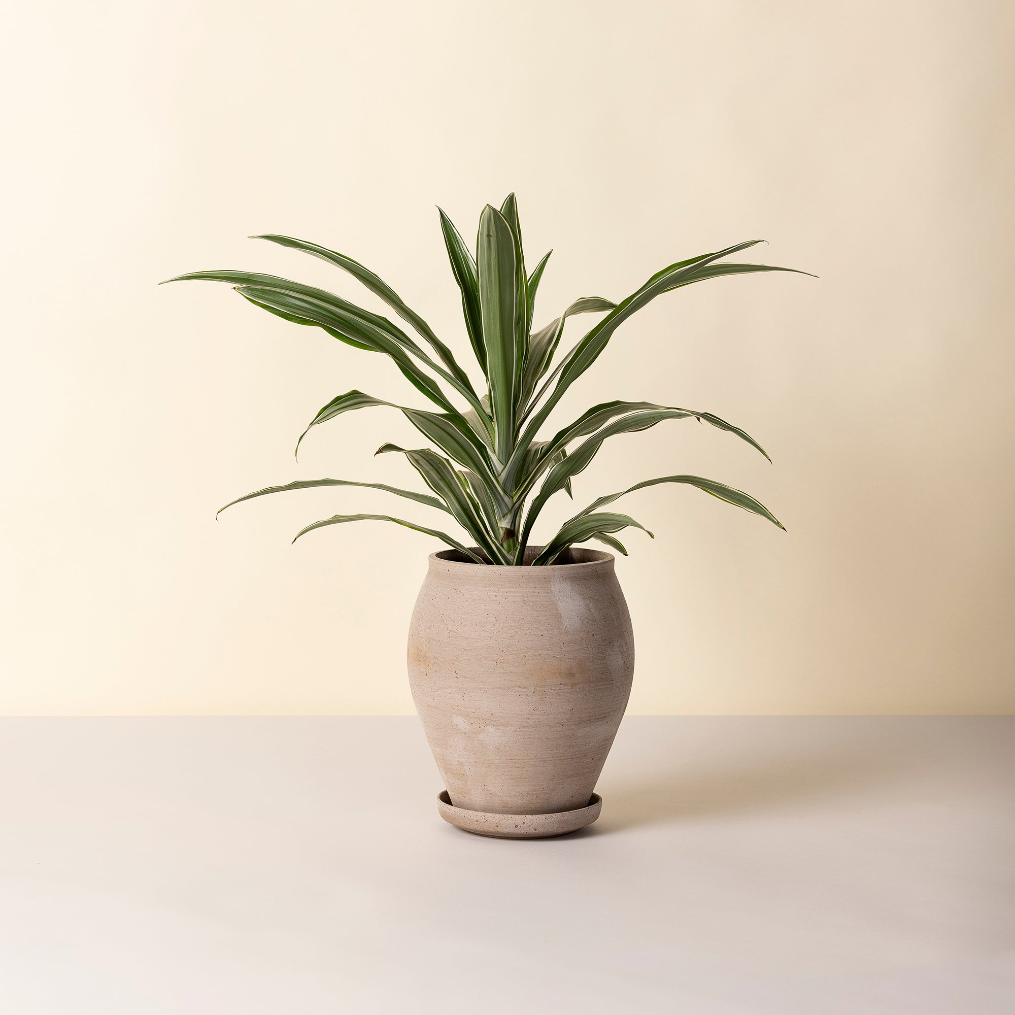 Goodee-Bergs Potter-Delphi Ø22 Tall Planter & Saucer - Color - Raw Grey