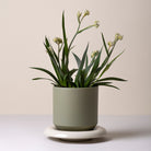 Goodee-Bergs Potter-Lily Ø14 Saucer & Planter - Color - Sandstone Glazed