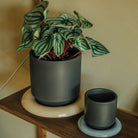 Goodee-Bergs Potter-Lily Saucer & Planter